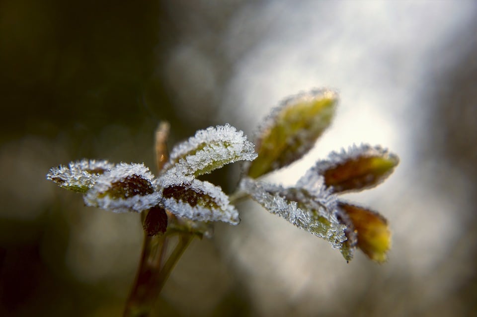 En hiver, pensez à protéger vos végétaux