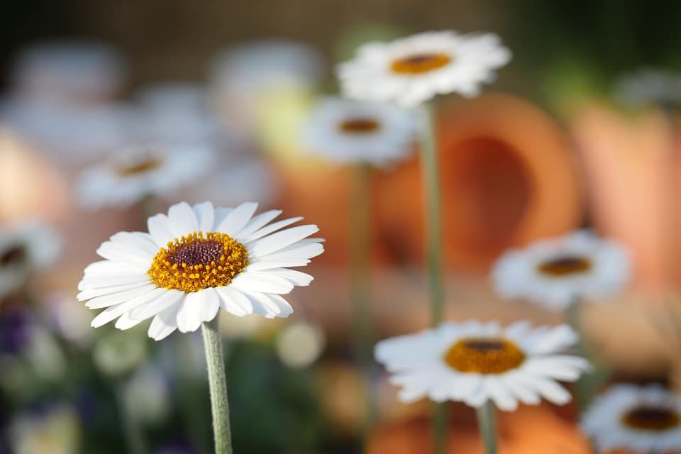 Le bien-être est dans le jardin : au Printemps !