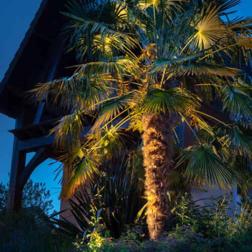 Eclairage palmier