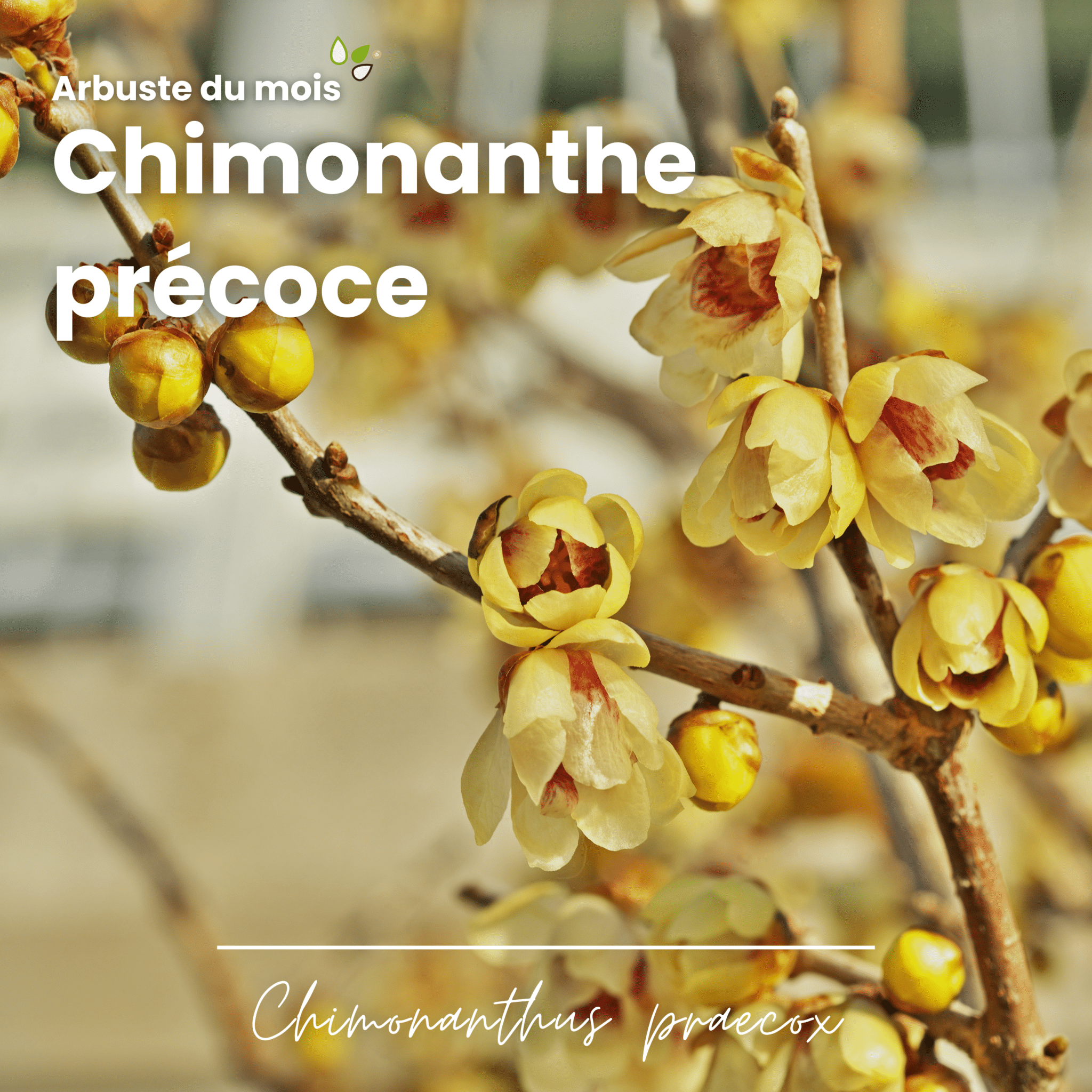 Arbuste du mois : Chimonanthe Précoce