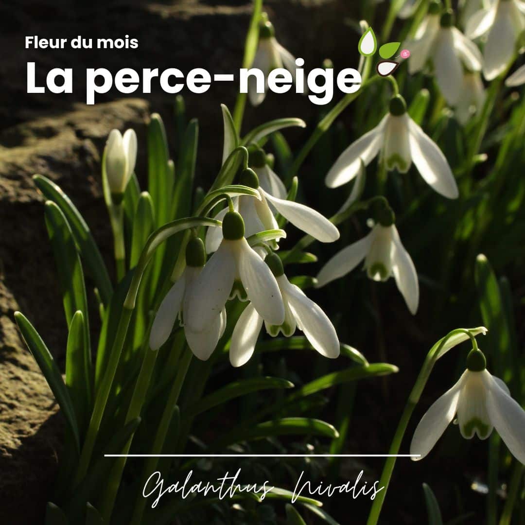 Fleur du Mois de Janvier : La perce-neige