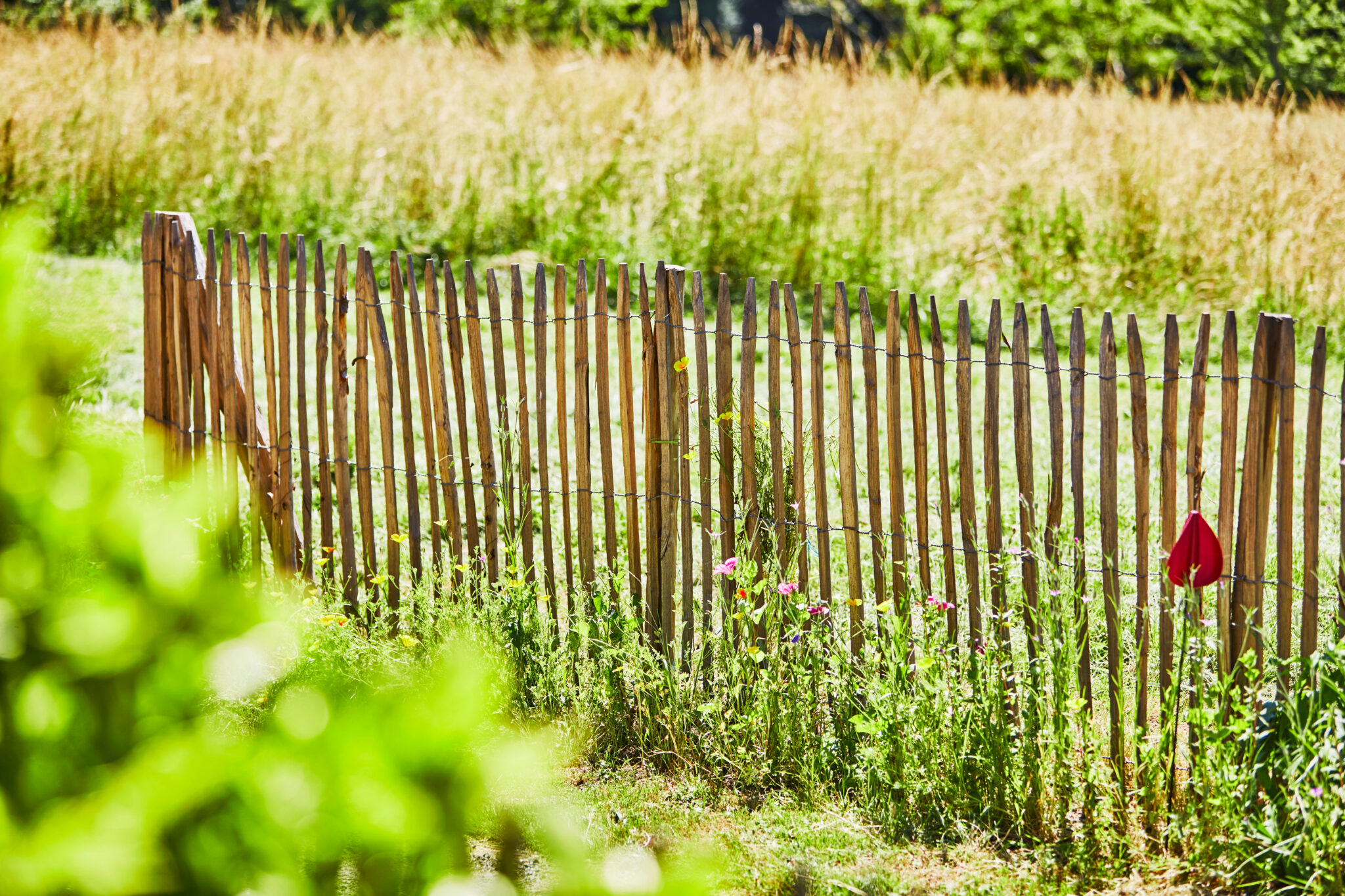 Clôtures et occultations : comment allier esthétique, intimité et biodiversité dans votre jardin ?